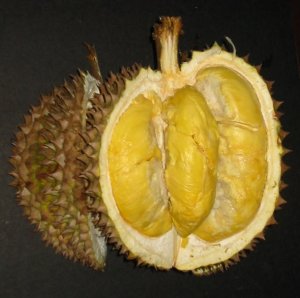 Duyaya durian cultivar